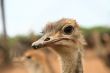ostrich