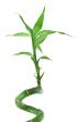 lucky bamboo against white