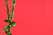 lucky bamboo background
