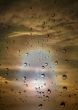 water drops against summer sunset