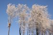 Frozen trees