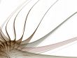 Fractal Abstract Background - Stretching threads