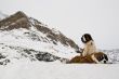 St. Bernardine dogs in Swiss Alps