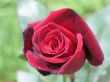Red velvet rose