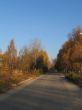 Autumnal road