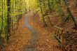 Path