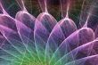 plasma petals