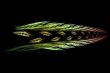 wheat ears absract