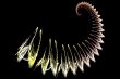 spiral scorpion