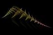 fractal fern