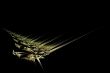 grasshopper abstract