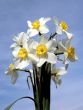 Narcissuses.