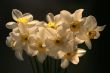 Narcissuses.
