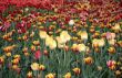 Tulips.