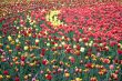 Tulips.