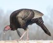 Wild Turkey