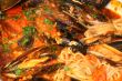 Pasta with mussels, tomato and parsley