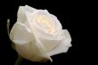 White rose