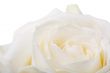 White rose on white background