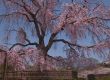Beautiful Japanese spring