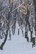 Forest in winter