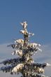Fir tree in winter