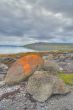 Red algae on large boulders in Iceland