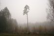 Lonely pine in a foggy wood