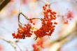 autumn tints, mountain ash