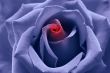 Love birth: blue toned rose with heart symbol in center