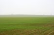 Foggy