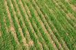 Field