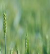 Wheat