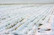 Snowy field