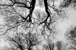 Treetops