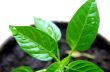plant