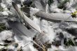 Feather