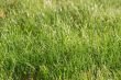 Grass