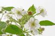 Bramble Bush