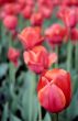 Red tulips.
