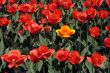 Red tulips.