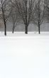 Trees during snowstorm