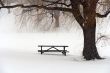 Picnic table in snow under a winter tree