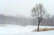 Tree in misty haze of winter blizzard