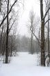 Winter forest landscape