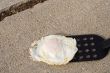 Frying an Egg on the Sidewalk