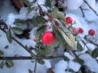 Red winter rosehip berries