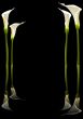 Calla lilies