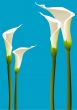 Calla lilies