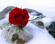 Red Rose on Ice